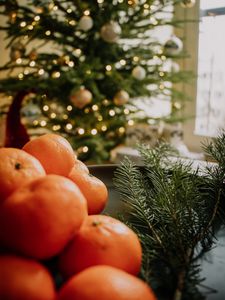 Preview wallpaper tangerines, fruit, citrus, branch, spruce