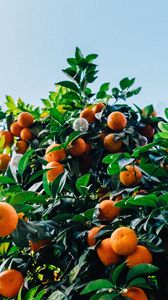 Preview wallpaper tangerines, fruit, tree