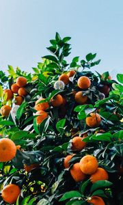 Preview wallpaper tangerines, fruit, tree