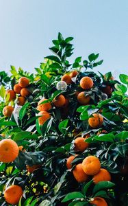 Preview wallpaper tangerines, fruit, tree