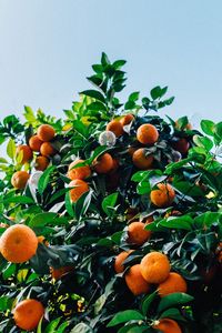 Preview wallpaper tangerines, fruit, tree