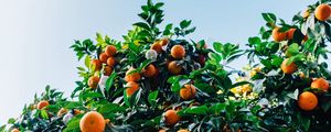 Preview wallpaper tangerines, fruit, tree