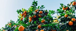 Preview wallpaper tangerines, fruit, tree