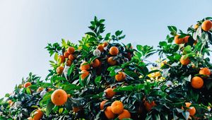 Preview wallpaper tangerines, fruit, tree