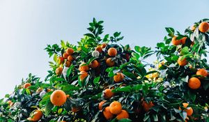 Preview wallpaper tangerines, fruit, tree