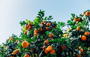 Preview wallpaper tangerines, fruit, tree