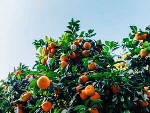 Preview wallpaper tangerines, fruit, tree