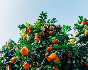 Preview wallpaper tangerines, fruit, tree