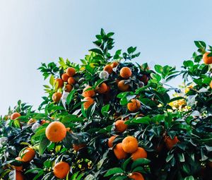 Preview wallpaper tangerines, fruit, tree