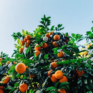 Preview wallpaper tangerines, fruit, tree