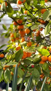 Preview wallpaper tangerines, fruits, branches, leaves, tree, macro