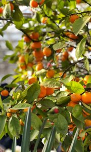 Preview wallpaper tangerines, fruits, branches, leaves, tree, macro