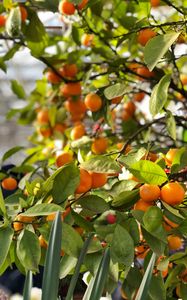 Preview wallpaper tangerines, fruits, branches, leaves, tree, macro