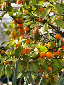 Preview wallpaper tangerines, fruits, branches, leaves, tree, macro