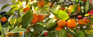 Preview wallpaper tangerines, fruits, branches, leaves, tree, macro