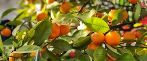 Preview wallpaper tangerines, fruits, branches, leaves, tree, macro