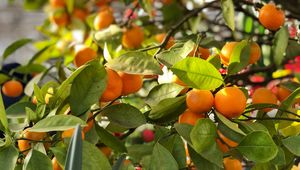 Preview wallpaper tangerines, fruits, branches, leaves, tree, macro