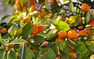 Preview wallpaper tangerines, fruits, branches, leaves, tree, macro