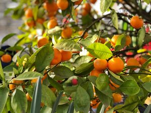 Preview wallpaper tangerines, fruits, branches, leaves, tree, macro