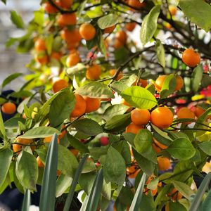 Preview wallpaper tangerines, fruits, branches, leaves, tree, macro