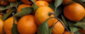 Preview wallpaper tangerines, fruits, leaves, citrus, orange