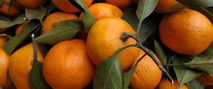 Preview wallpaper tangerines, fruits, leaves, citrus, orange