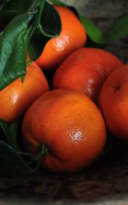 Preview wallpaper tangerines, fruits, leaves, citrus