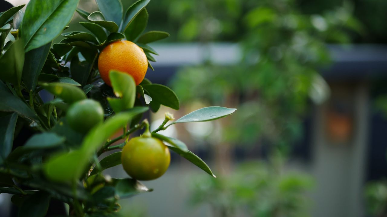 Wallpaper tangerines, fruits, leaves, tree, macro