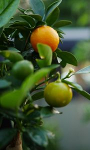 Preview wallpaper tangerines, fruits, leaves, tree, macro