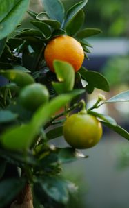 Preview wallpaper tangerines, fruits, leaves, tree, macro