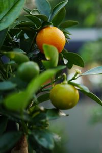 Preview wallpaper tangerines, fruits, leaves, tree, macro