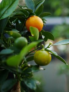 Preview wallpaper tangerines, fruits, leaves, tree, macro