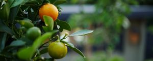 Preview wallpaper tangerines, fruits, leaves, tree, macro