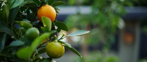 Preview wallpaper tangerines, fruits, leaves, tree, macro