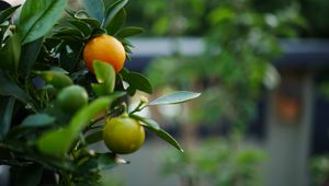 Preview wallpaper tangerines, fruits, leaves, tree, macro