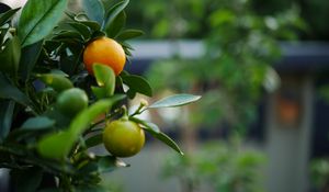 Preview wallpaper tangerines, fruits, leaves, tree, macro