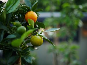 Preview wallpaper tangerines, fruits, leaves, tree, macro