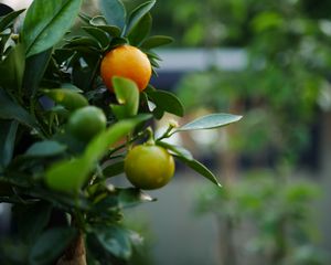Preview wallpaper tangerines, fruits, leaves, tree, macro