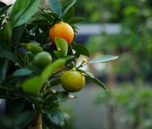 Preview wallpaper tangerines, fruits, leaves, tree, macro