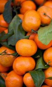 Preview wallpaper tangerines, fruits, leaves, citrus, orange, macro