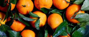 Preview wallpaper tangerines, fruits, leaves, drops, rain