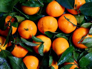 Preview wallpaper tangerines, fruits, leaves, drops, rain