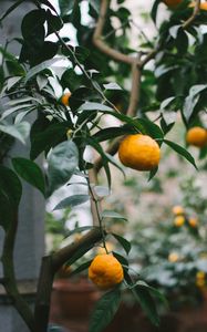 Preview wallpaper tangerines, oranges, branch, tree