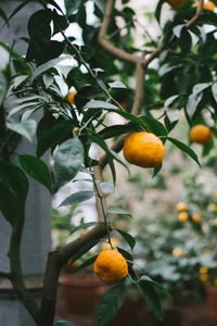 Preview wallpaper tangerines, oranges, branch, tree