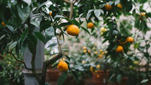 Preview wallpaper tangerines, oranges, branch, tree