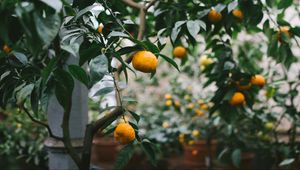 Preview wallpaper tangerines, oranges, branch, tree