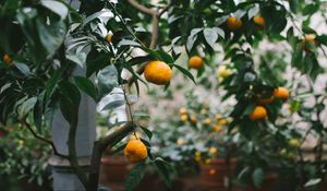 Preview wallpaper tangerines, oranges, branch, tree