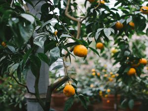 Preview wallpaper tangerines, oranges, branch, tree