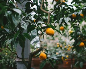 Preview wallpaper tangerines, oranges, branch, tree