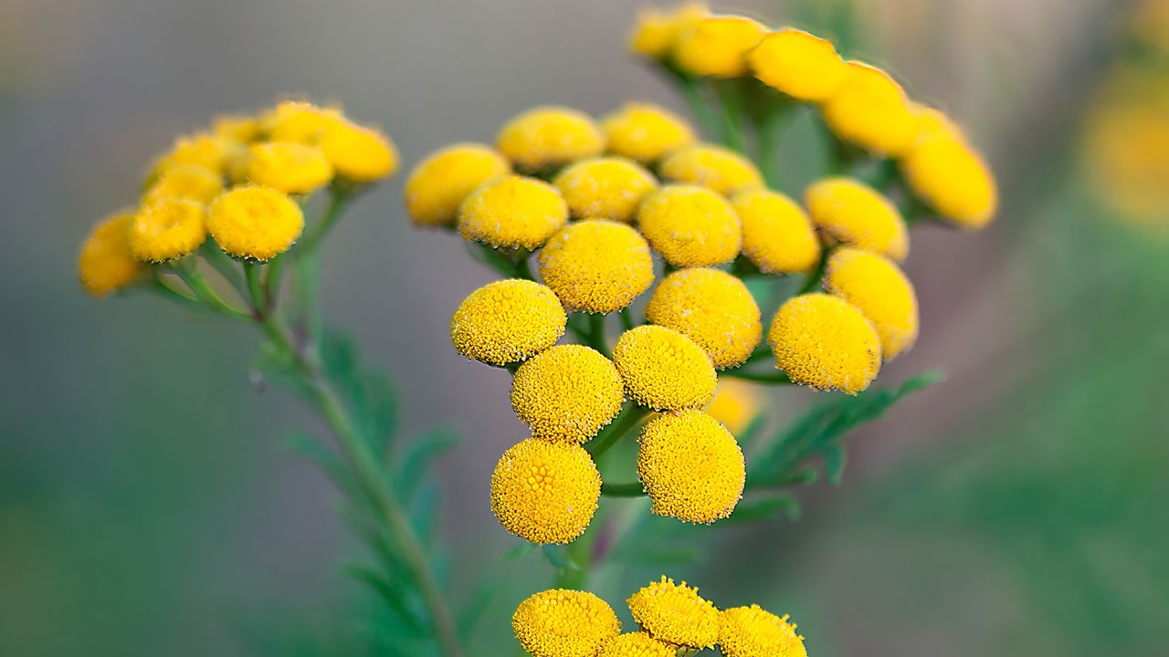 Wallpaper tansy, flowers, inflorescences, yellow, plant